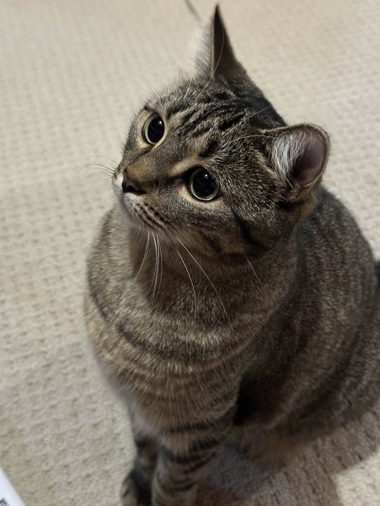 My cat Shoko